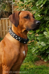 DODG-COLLAR-MADE-WITH-SWAROVSKI-ELEMENTS-6