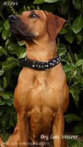 DODG-COLLAR-MADE-WITH-SWAROVSKI-ELEMENTS-7