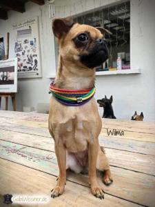 Das-Hundehalsband-wie-ein-Regenbogen-wilma-1