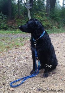 Diego 2