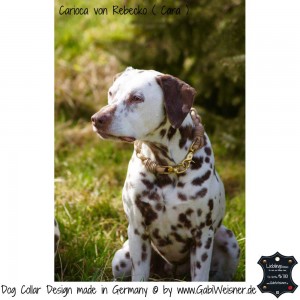 Dog-Collar-pompös-Cara 