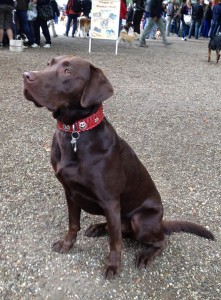 DogEvent Labrador
