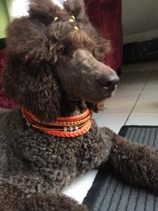 Doris