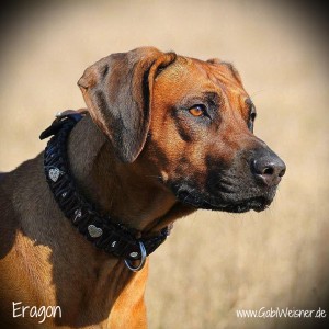 Eragon-Mrosko