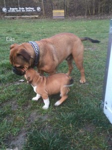 Esko-Luxus-für-Hunde-1      