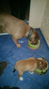 Esko-Luxus-für-Hunde-2      