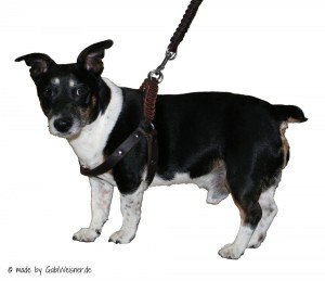 Filou