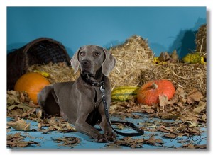 Foto_von_Alexandra_Donges-Leder-Hundehalsband_mit_Alu_Klickverschluss-Lederarmband-unikate.de