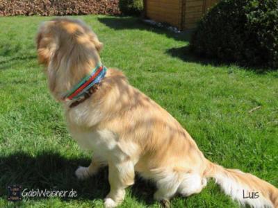 Golden Retriever Luis 2