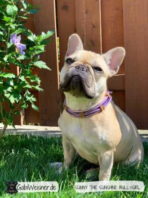 HUNDEHALSBAND-SUNNY-BULLYGIRL