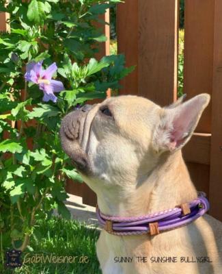HUNDEHALSBAND-SUNNY-THE-SUNSHINE-BULLYGIRL