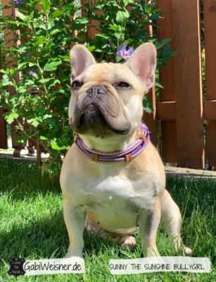 HUNDEHALSBAND-SUNNY