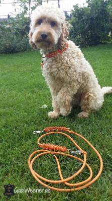 Halsband-und-Leine-kleine-Hunde-Orange-Lotte