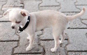 Hunde Chihuahua-2