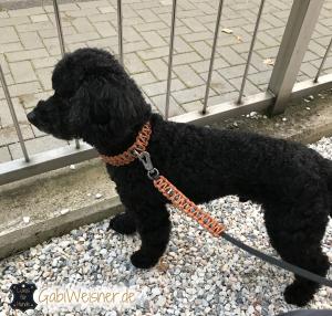 Hundehalsband-2,5-cm-breit-Natur-mit-Tuerkisen