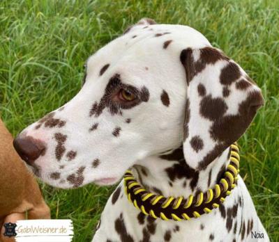 Hundehalsband-25-mm-breit-Leder-Indianer-Look-Dalmatiner-Noia