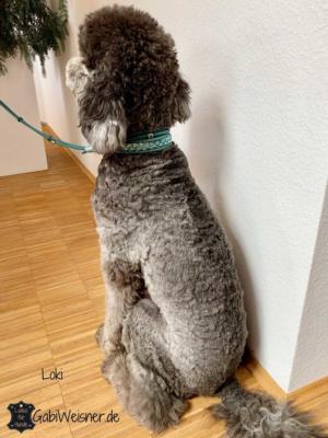 Hundehalsband-5-cm-breit-Leder-Petrol-Großpudel-Loki-1