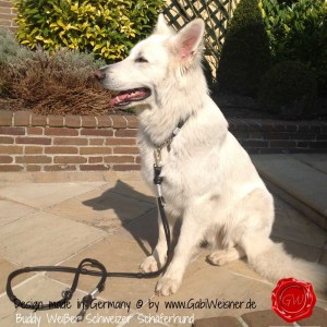Hundehalsband-Doppelstrang-Lederleine-SPRENGER-HAKEN-10