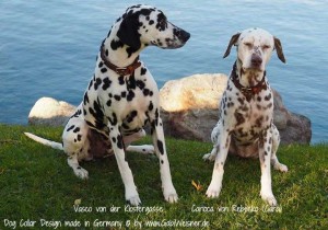 Hundehalsband-Leder,-verstellbar