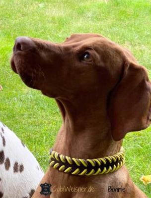 Hundehalsband-Leder-2-cm-breit,-für-kleine-Hunde,-Mayar-Vizsla-Bonnie