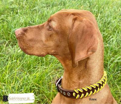 Hundehalsband-Leder-2-cm-breit-kleine-Hunde,-Mayar-Vizsla-Bonnie