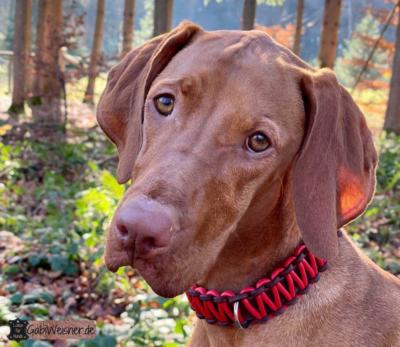 Hundehalsband-Leder-25-mm-breit-Nappaleder-Rot-Bonnie