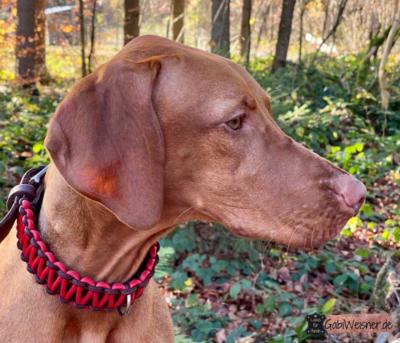 Hundehalsband-Leder-25-mm-breit-Nappaleder-in-Rot-Bonnie