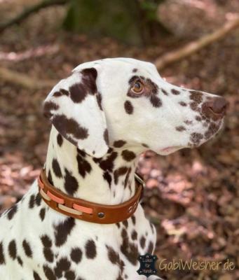 Hundehalsband-Leder-3-cm-breit-Noia