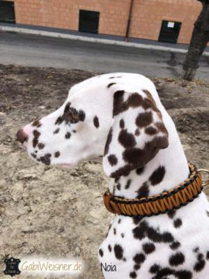 Hundehalsband-Leder-3-cm-breit-verstellbar-noia-3