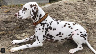 Hundehalsband-Leder-3-cm-breit-verstellbar-noia