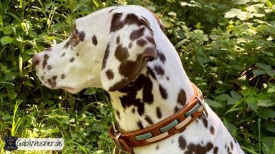 Hundehalsband-Leder-3-cm-breit-verstellbar