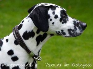 Hundehalsband-Leder-4-reihig-Vasco-von-der-Klostergasse-1