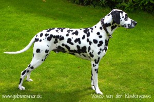 Hundehalsband-Leder-4-reihig-Vasco-von-der-Klostergasse-2