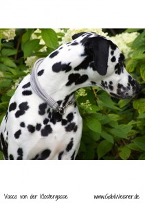 Hundehalsband-Leder-5-reihig-2