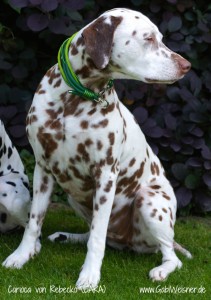 Hundehalsband-Leder-5-reihig-3