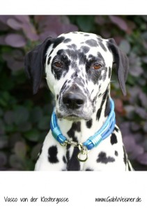Hundehalsband-Leder-5-reihig-4