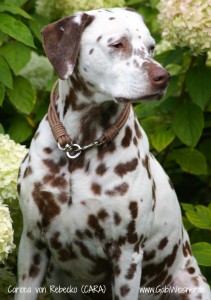 Hundehalsband-Leder-5-reihig