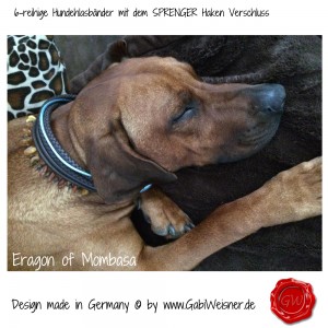 Hundehalsband-Leder-6-reihig-SPRENGER-HAKEN-GABIWEISNER-3