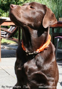Hundehalsband-Leder-6-reihig-SPRENGER-HAKEN-GABIWEISNER-30