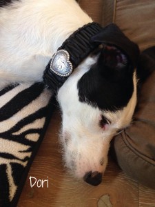 Hundehalsband-Leder-Dori