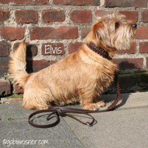 Hundehalsband-Leder-Elvis-1