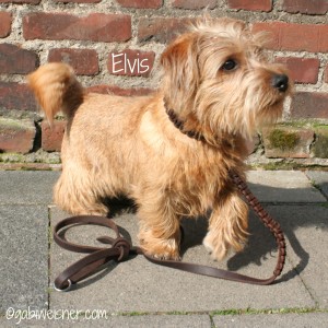 Hundehalsband-Leder-Elvis-2