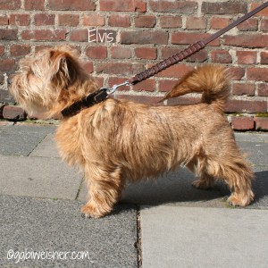 Hundehalsband-Leder-Elvis-4
