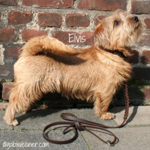 Hundehalsband-Leder-Elvis