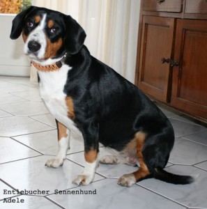 Hundehalsband-Leder-Entlebucher-Sennenhund-Adele