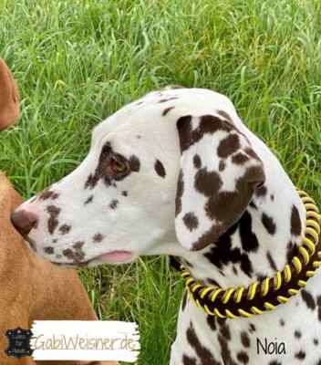 Hundehalsband-Leder-Indianer-Dalmatiner-Noia