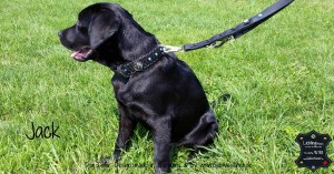 Hundehalsband-Leder-Jack-1