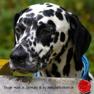Hundehalsband-Leder-Lederhalsband-11