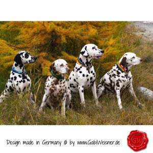 Hundehalsband-Leder-Lederhalsband-14