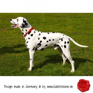 Hundehalsband-Leder-Lederhalsband-16